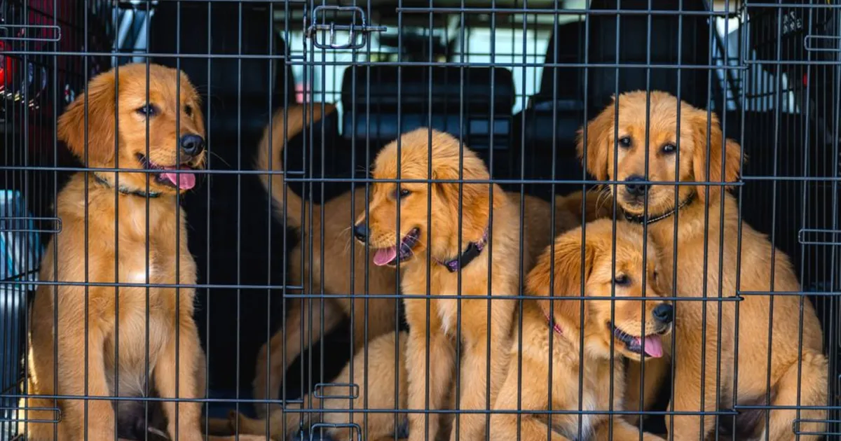 Dog Breeders — the kind of business Ajify is built for